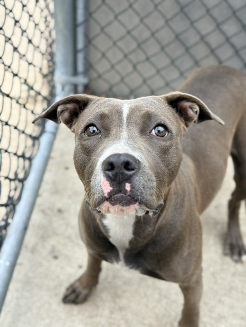 Katisha available through Chicago Animal Care and Control