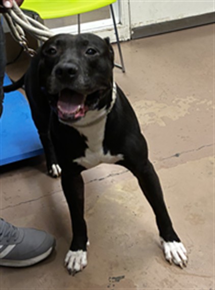 Zone at Chicago Animal Care and Control