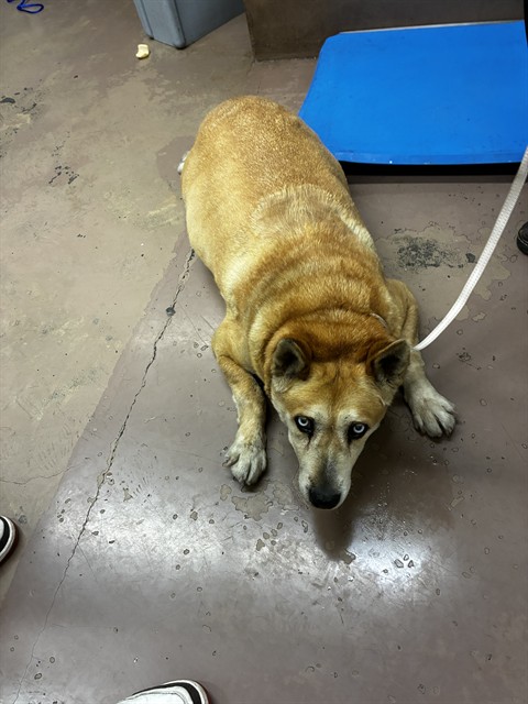 Dog A322878 at Chicago Animal Care and Control