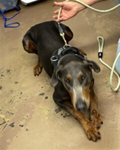 Scar, adoptable Doberman Pinscher at Chicago Animal Care and Control