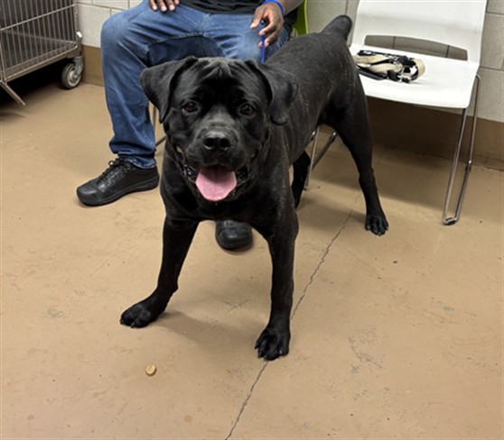 Mastiff at Chicago Animal Care and Control