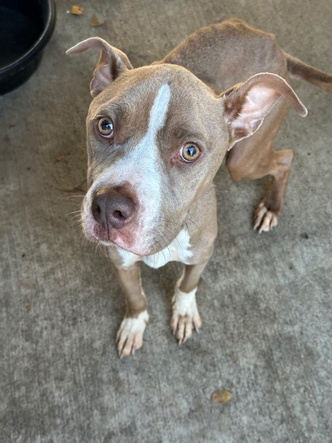 Melonball available through Chicago Animal Care and Control