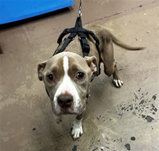Millie at Chicago Animal Care and Control