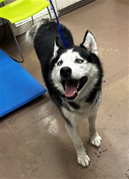 Dog A322891 at Chicago Animal Care and Control