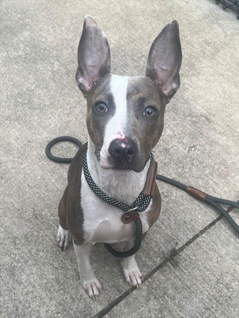 Zoe at Chicago Animal Care and Control