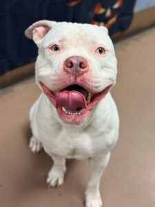 White Acorn, adoptable American Pit Bull Terrier at Chicago Animal Care and Control
