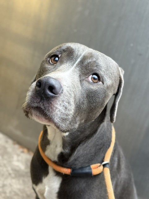 Darth at Chicago Animal Care and Control