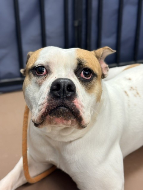 Maki at Chicago Animal Care and Control