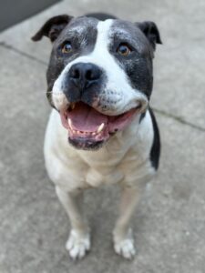 Rey Rey, adoptable American Pit Bull Terrier at Chicago Animal Care and Control