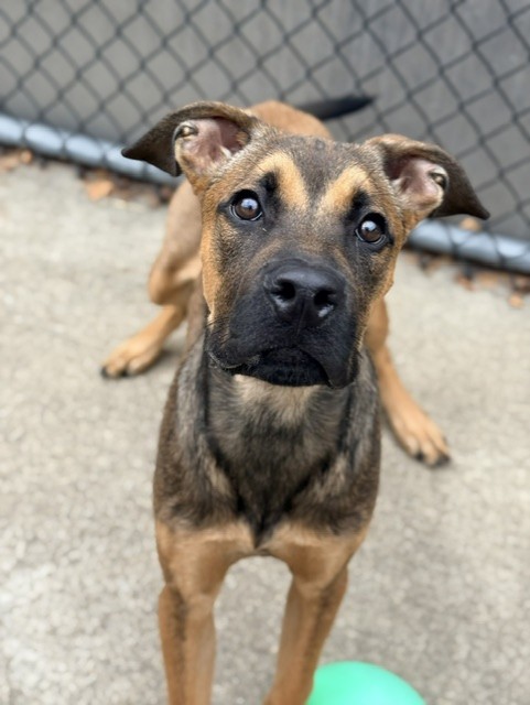 Jack Be Little available through Chicago Animal Care and Control