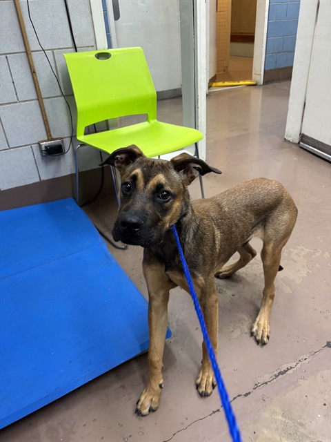 German Shepherd Dog at Chicago Animal Care and Control