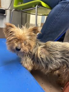 Cody, adoptable Yorkshire Terrier at Chicago Animal Care and Control