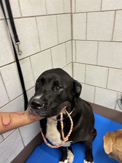 American Pit Bull Terrier at Chicago Animal Care and Control