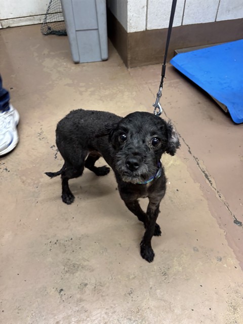 Poodle at Chicago Animal Care and Control