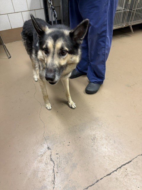 Max at Chicago Animal Care and Control