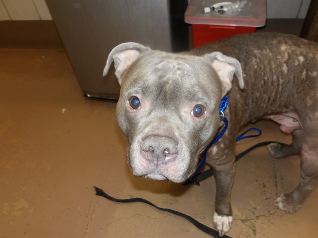 American Pit Bull Terrier at Chicago Animal Care and Control