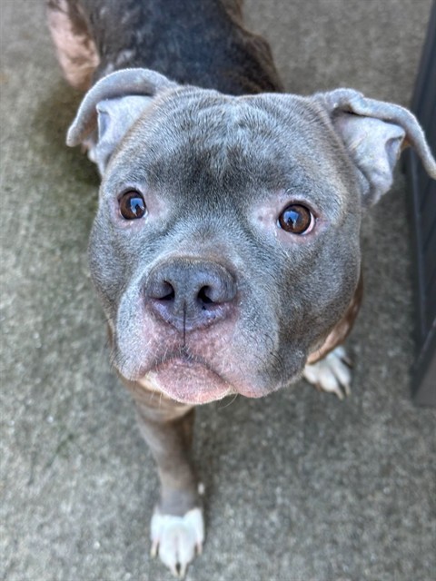 Kedzie available through Chicago Animal Care and Control