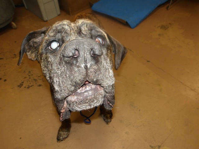 Zeus at Chicago Animal Care and Control