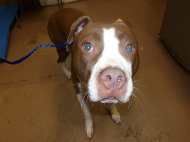 American Pit Bull Terrier at Chicago Animal Care and Control