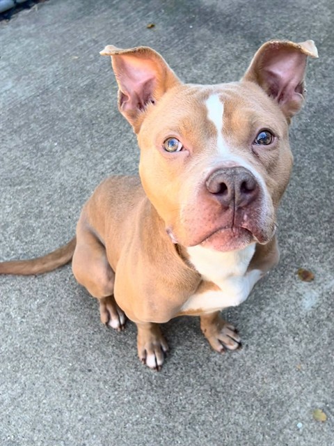 Hercules available through Chicago Animal Care and Control