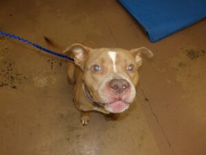 Hercules, adoptable American Pit Bull Terrier at Chicago Animal Care and Control