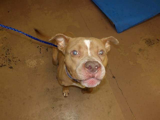 Hercules at Chicago Animal Care and Control