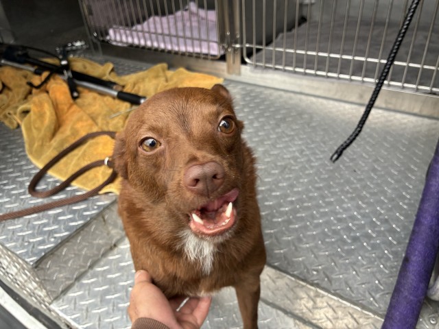 Toffe Aka Rusty at Chicago Animal Care and Control