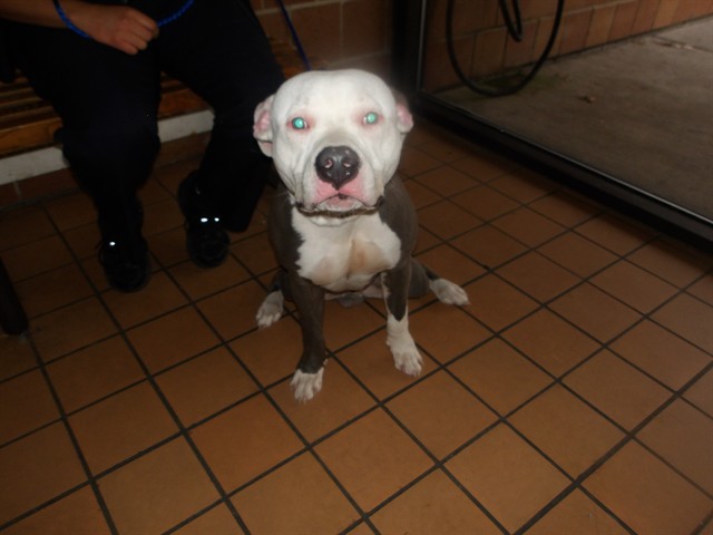 American Pit Bull Terrier at Chicago Animal Care and Control