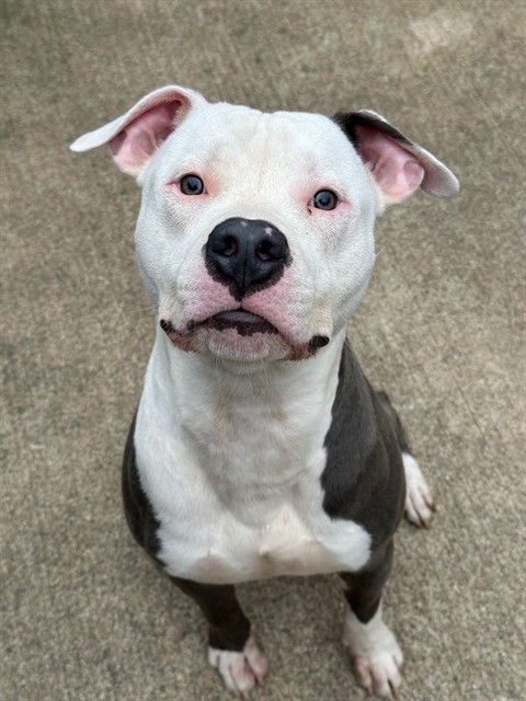 Celtic available through Chicago Animal Care and Control