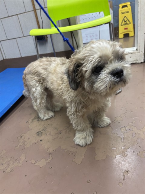 Shih Tzu at Chicago Animal Care and Control