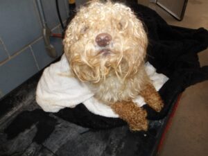 Taco, adoptable Poodle at Chicago Animal Care and Control