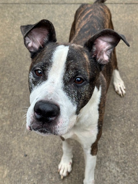 Spritzer available through Chicago Animal Care and Control