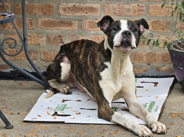 Spritzer at Chicago Animal Care and Control