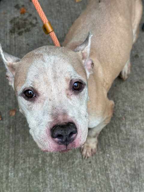 Vintage available through Chicago Animal Care and Control