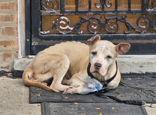 American Pit Bull Terrier at Chicago Animal Care and Control