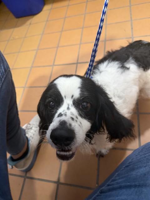 Dog A322933 at Chicago Animal Care and Control