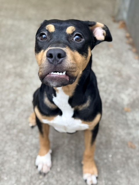 Futsu available through Chicago Animal Care and Control