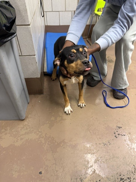 American Pit Bull Terrier at Chicago Animal Care and Control