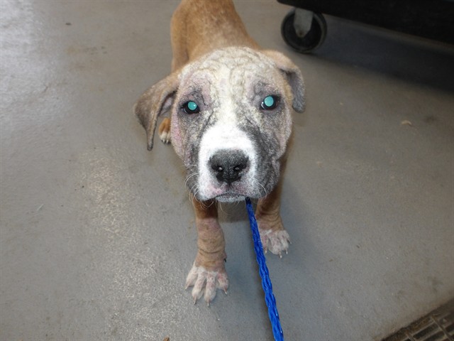 American Pit Bull Terrier at Chicago Animal Care and Control