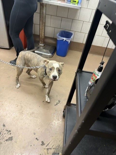 Montage at Chicago Animal Care and Control