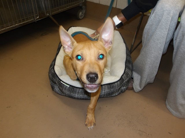 Scooby at Chicago Animal Care and Control