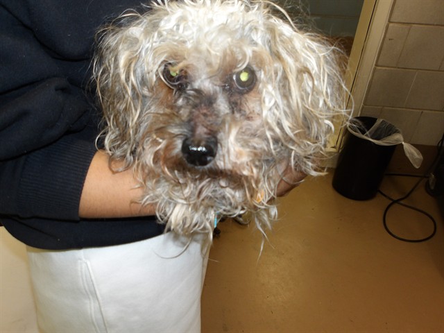 Yorkshire Terrier at Chicago Animal Care and Control