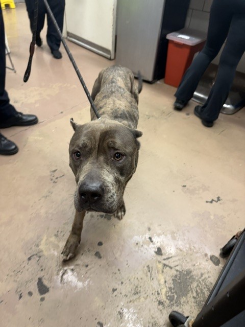 Cane Corso at Chicago Animal Care and Control