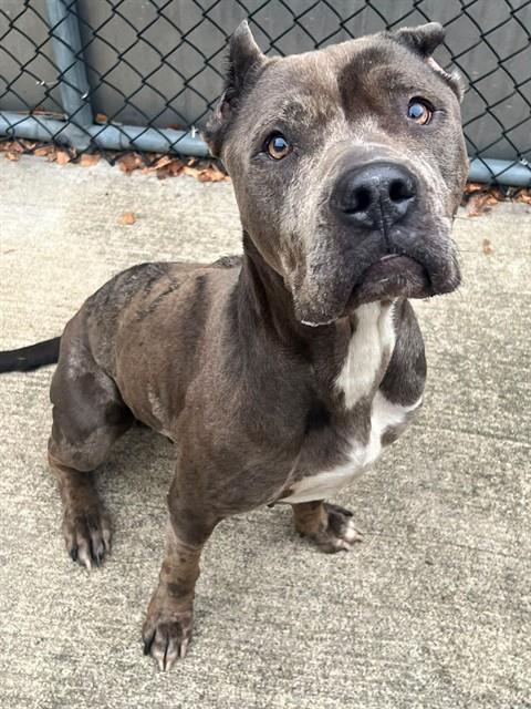 Yuliana available through Chicago Animal Care and Control