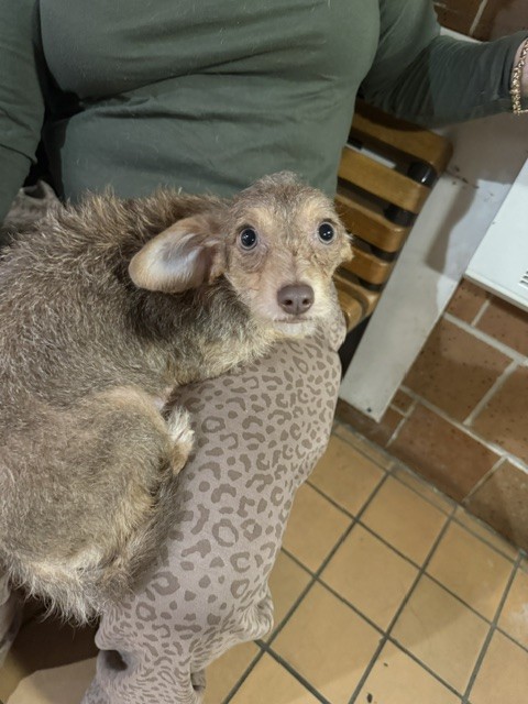 Yorkshire Terrier at Chicago Animal Care and Control