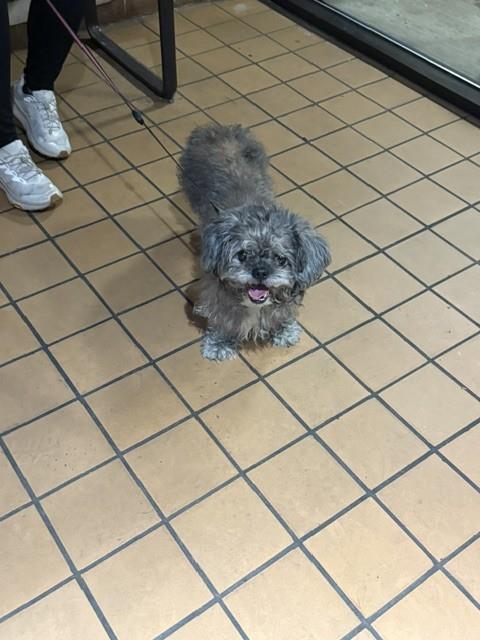 Dog A322975 at Chicago Animal Care and Control