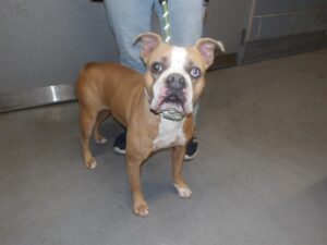 Jellybean, adoptable Boxer at Chicago Animal Care and Control