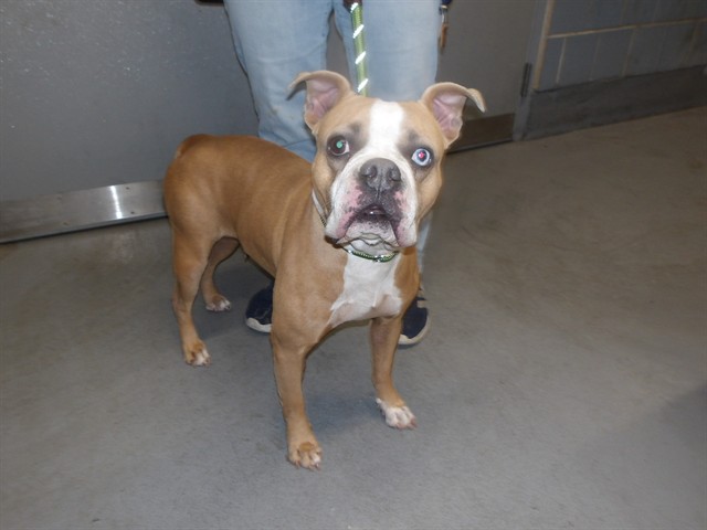 Jellybean at Chicago Animal Care and Control