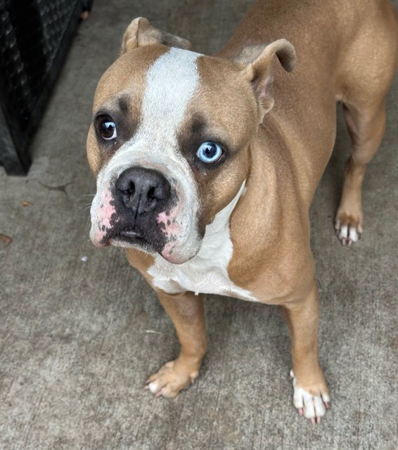 Jellybean, adoptable Boxer at Chicago Animal Care and Control