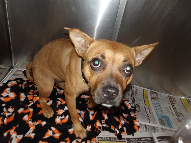 American Pit Bull Terrier at Chicago Animal Care and Control